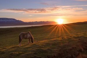 Midnight Sun Iceland Horses 