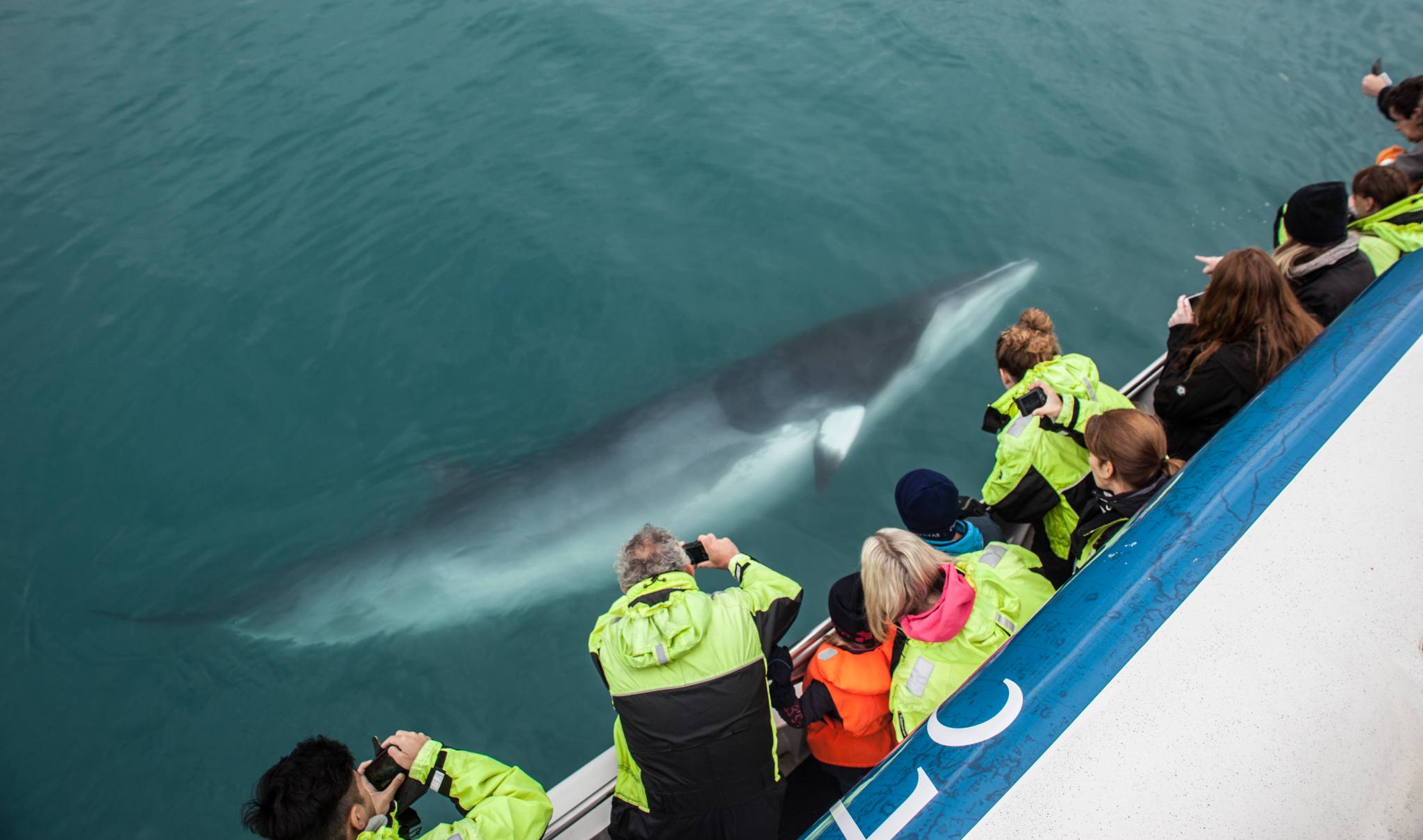 whale watching iceland