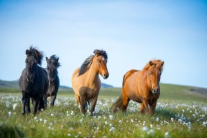 Icelandic horses in summer