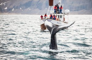 whale watching Iceland
